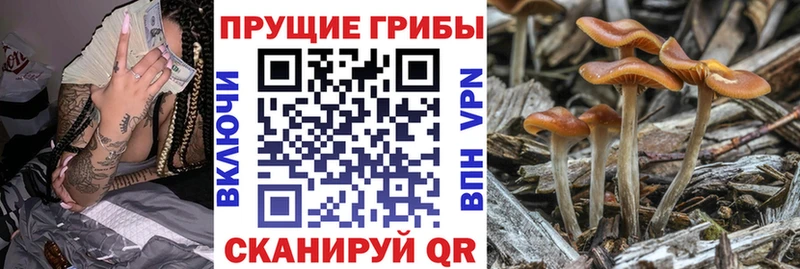 Псилоцибиновые грибы Psilocybe  Купить  Верхотурье 